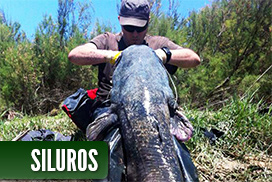 Galeria de fotos de siluros