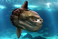 acuarios
