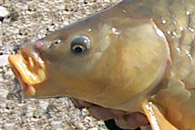 Videos por especie - Pesca de carpas