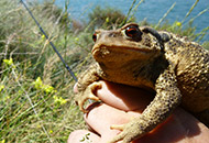Encuentros con animales