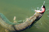 Pesca con vinilo